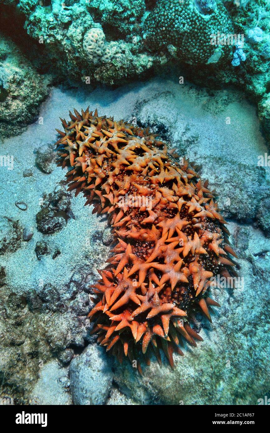 Pineapple sea cucumber - Thelenota ananas Stock Photo - Alamy