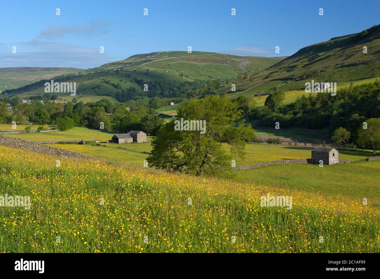 View of the Swaledale valley with Buttercup filled meadow, Muker, Yorkshire Dales National Park, North Yorkshire, England, United Kingdom, Europe Stock Photo