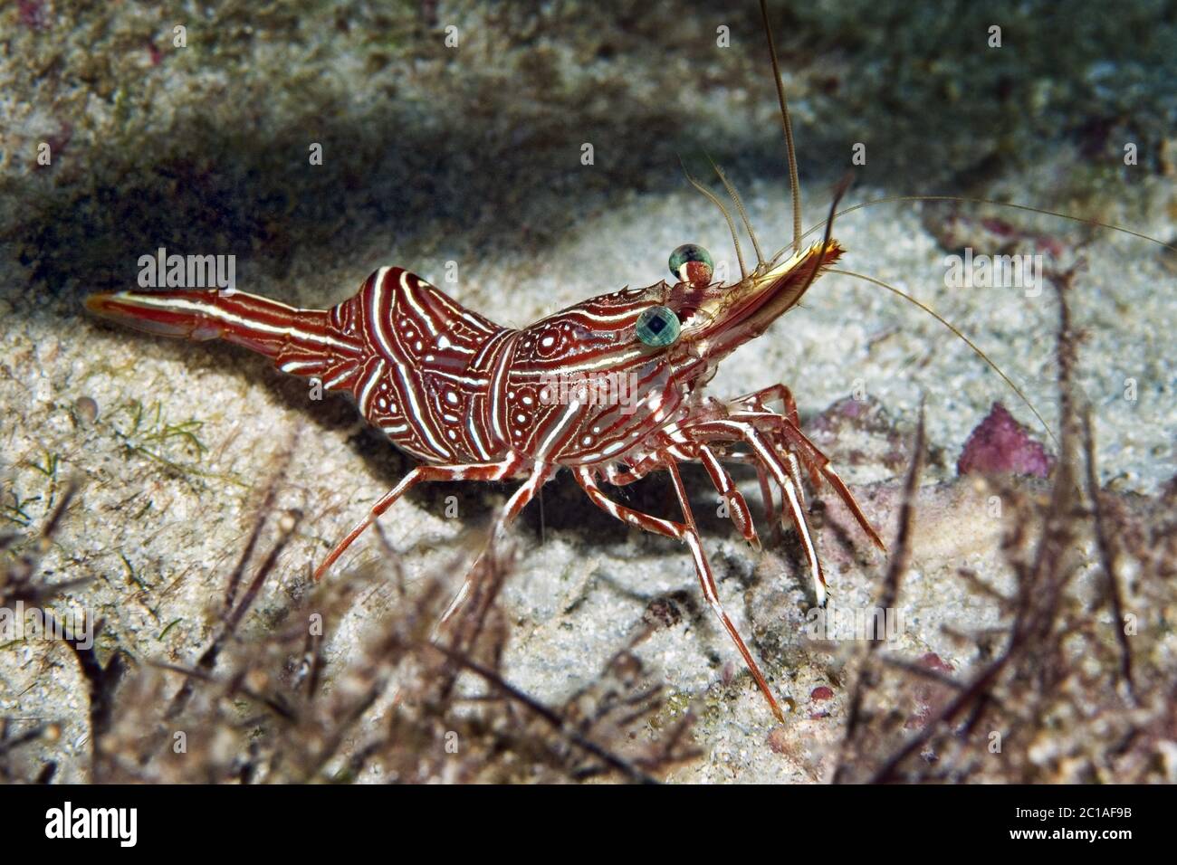 Durban dancing shrimp - Rhynchocinetes durbanensis Stock Photo