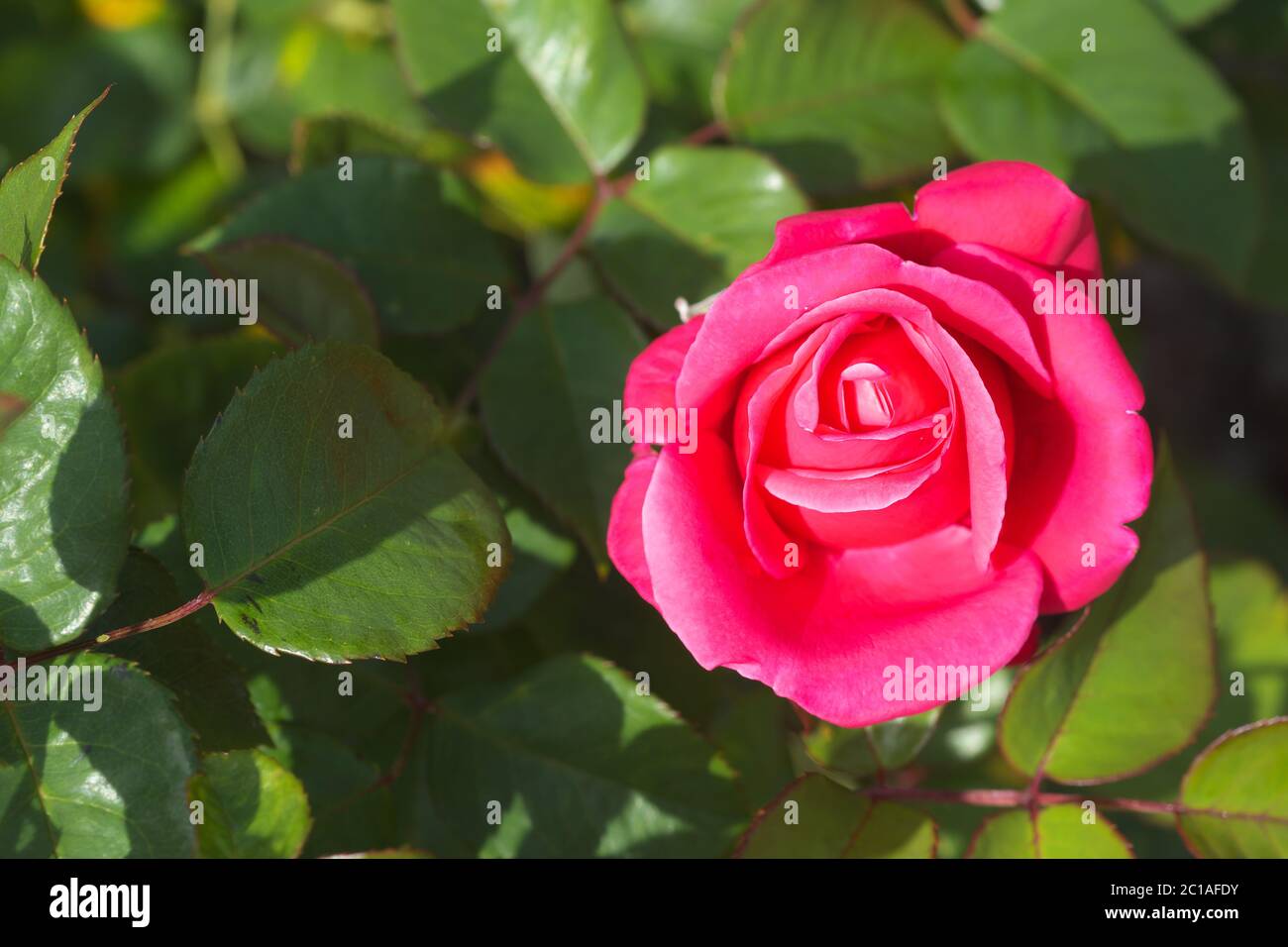Rose Charisma red rose flower Stock Photo