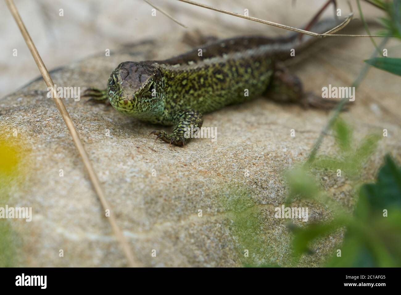 Sand lizard Lacerta agilis Reptile Close up Portrait Clear Stock Photo ...