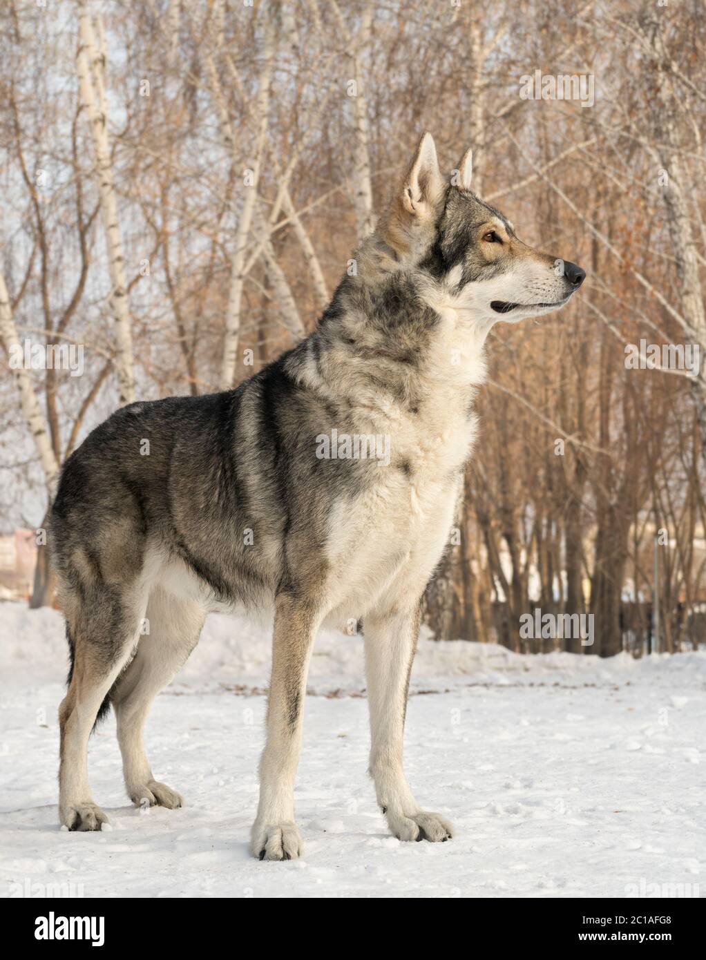 Beautiful male dog of Saarloos wolfhound in winter park Stock Photo