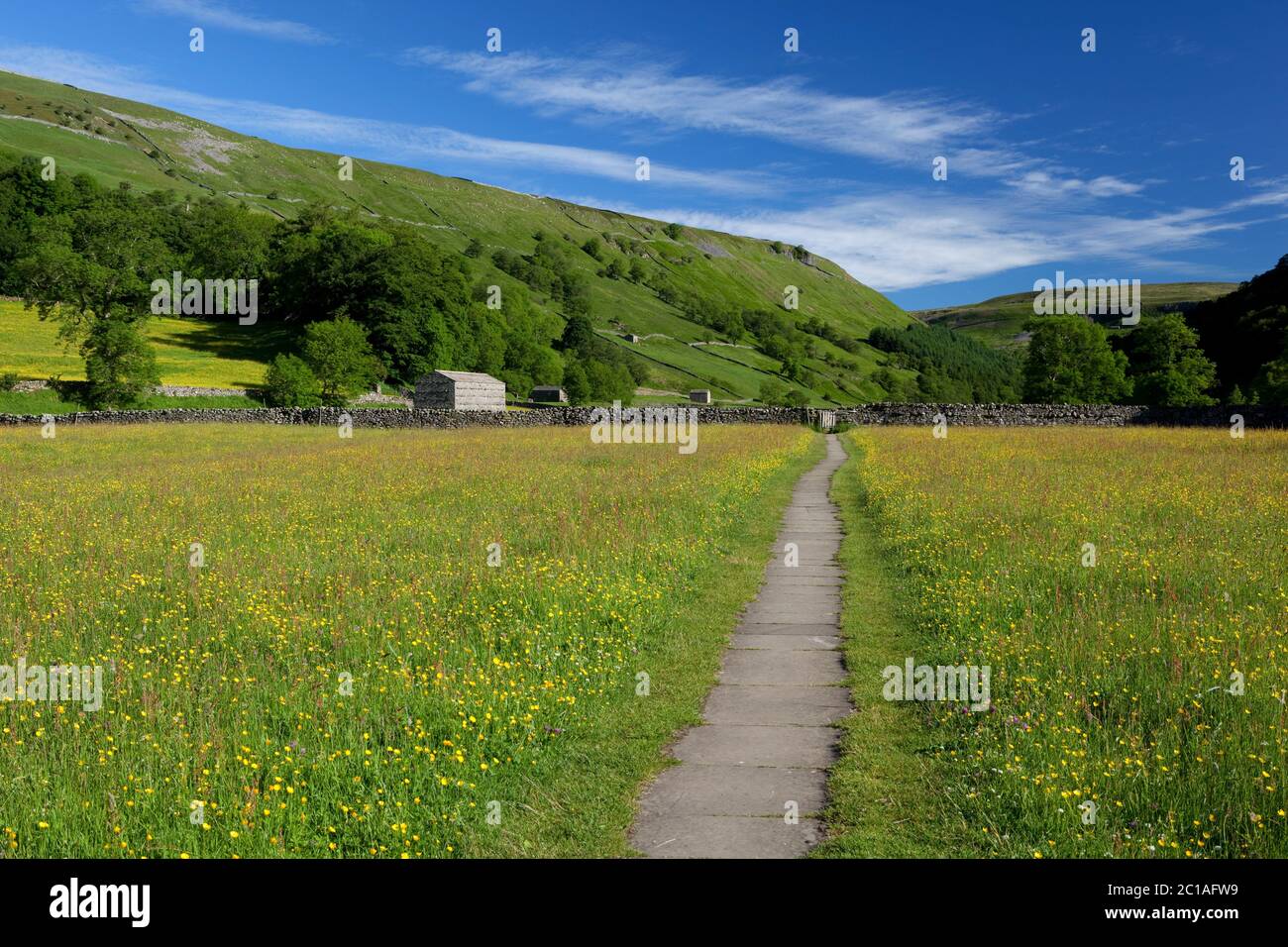 Footpath through Buttercup filled meadow in Swaledale, Muker, Yorkshire Dales National Park, North Yorkshire, England, United Kingdom, Europe Stock Photo