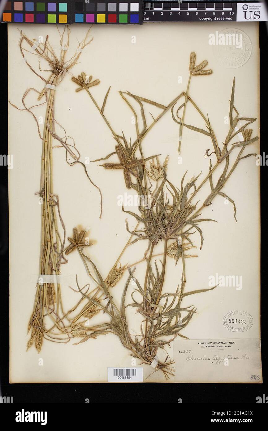 Dactyloctenium aegyptium L Willd Dactyloctenium aegyptium L Willd. Stock Photo