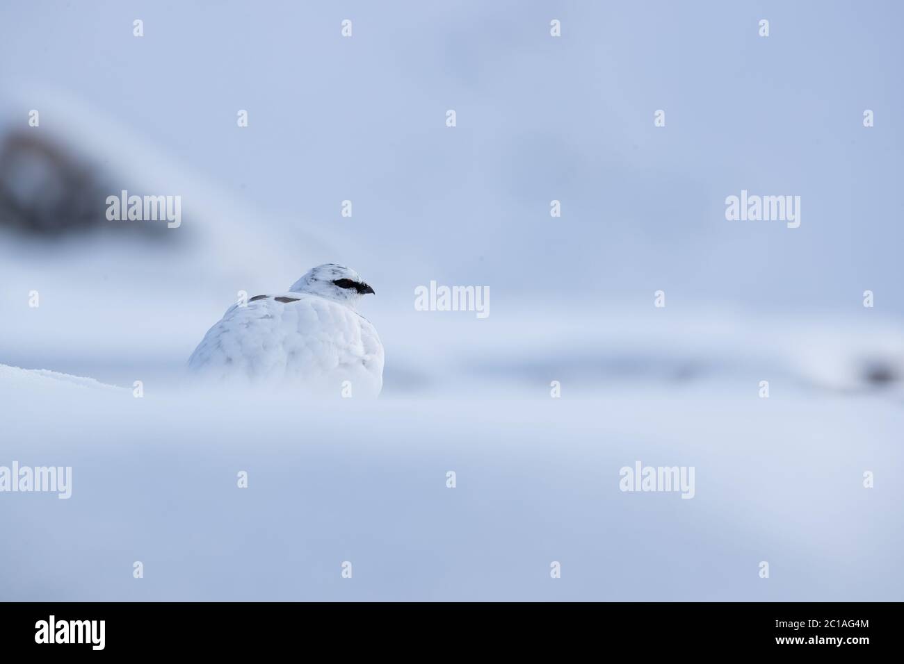 A Rock Ptarmigan (Lagopus muta) sits on a snowy mountainside in the highlands of Scotland. Stock Photo