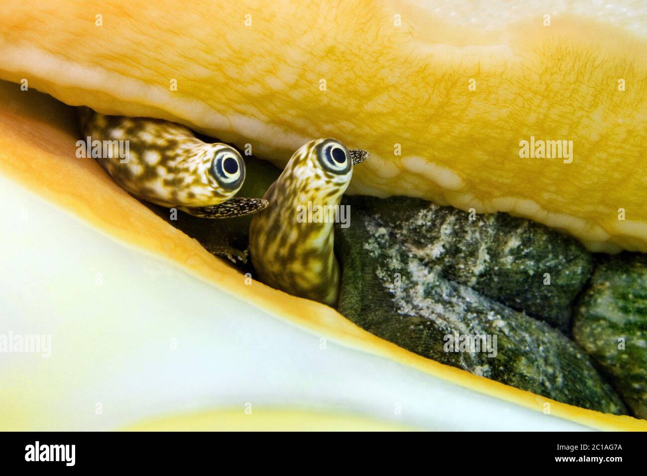Eyes of queen conch - Strombus gigas Stock Photo
