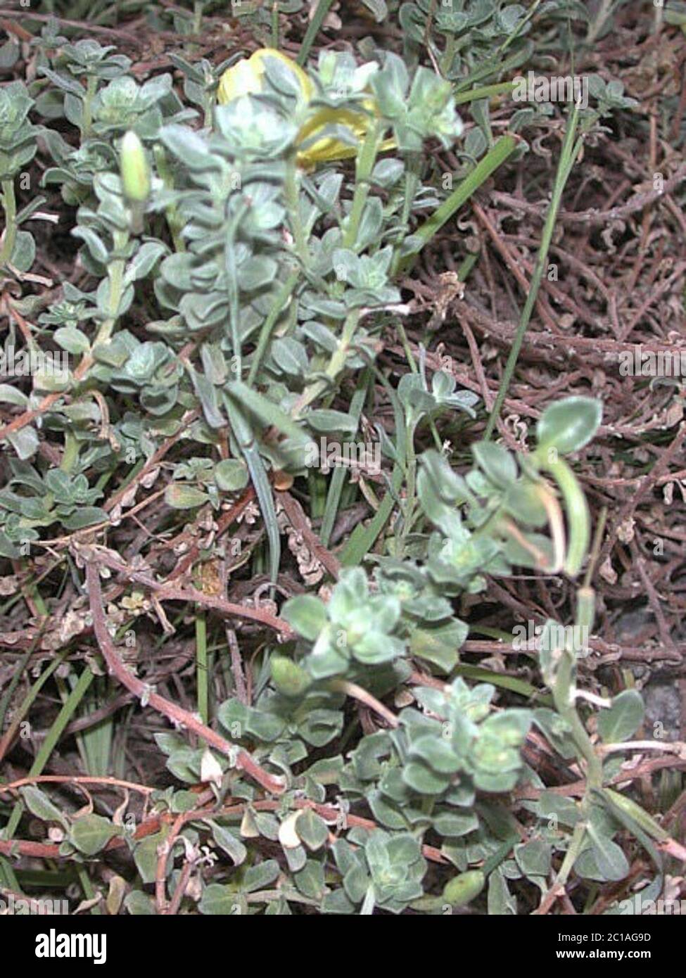 Oenotheradrummondiithalassaphila1.jpg Oenothera drummondii subsp thalassaphila Brandegee W Dietr WL Wagner. Stock Photo