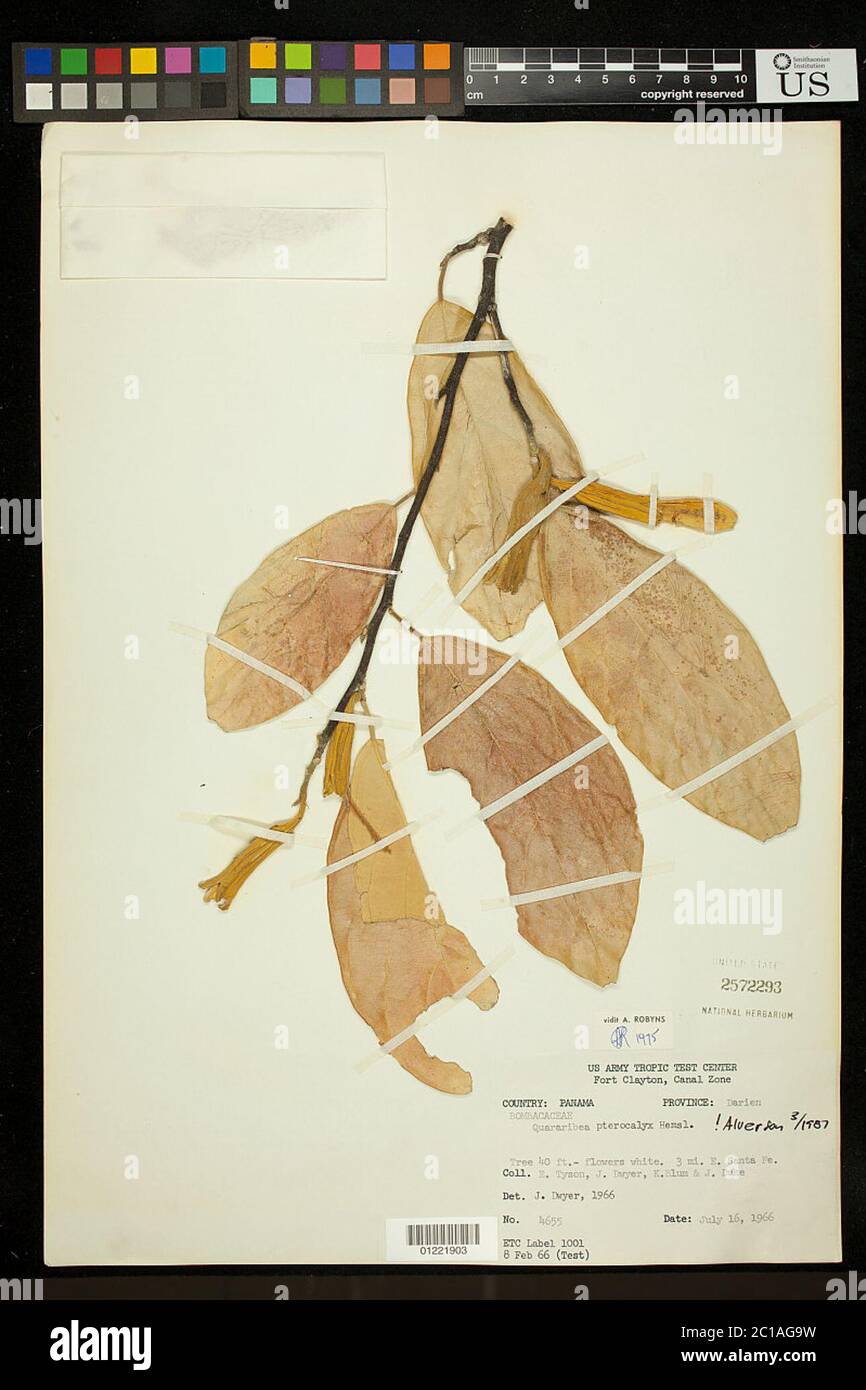 Quararibea pterocalyx Hemsl Quararibea pterocalyx Hemsl. Stock Photo