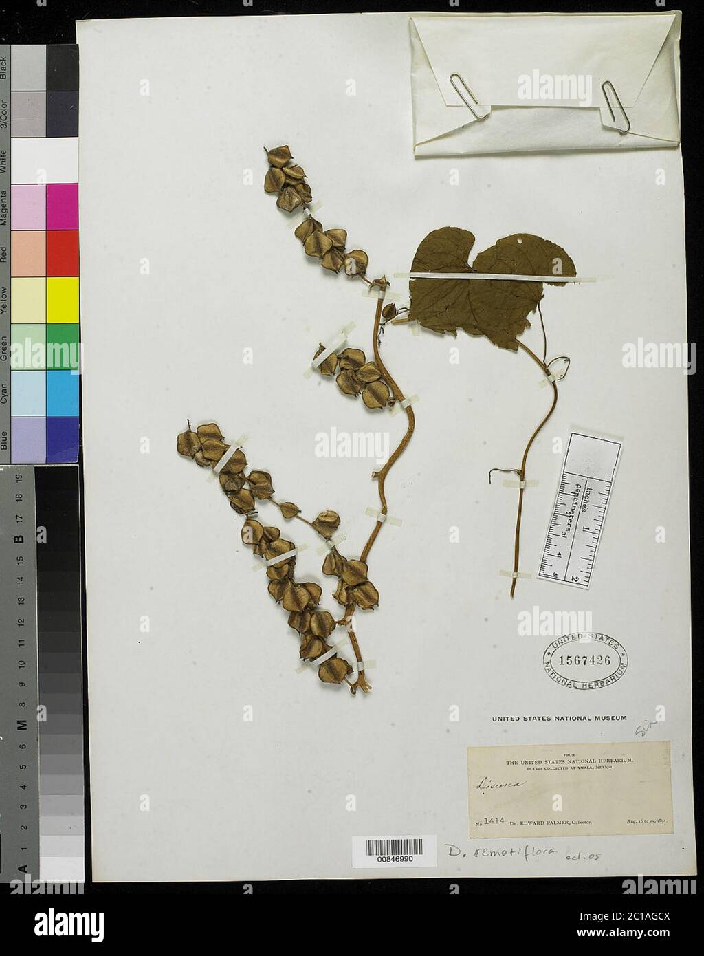 Dioscorea remotiflora Kunth Dioscorea remotiflora Kunth. Stock Photo
