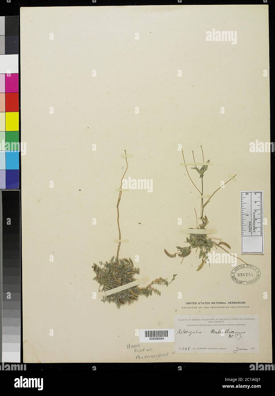 Astragalus nuttallianus var austrinus DC Astragalus nuttallianus var austrinus DC. Stock Photo
