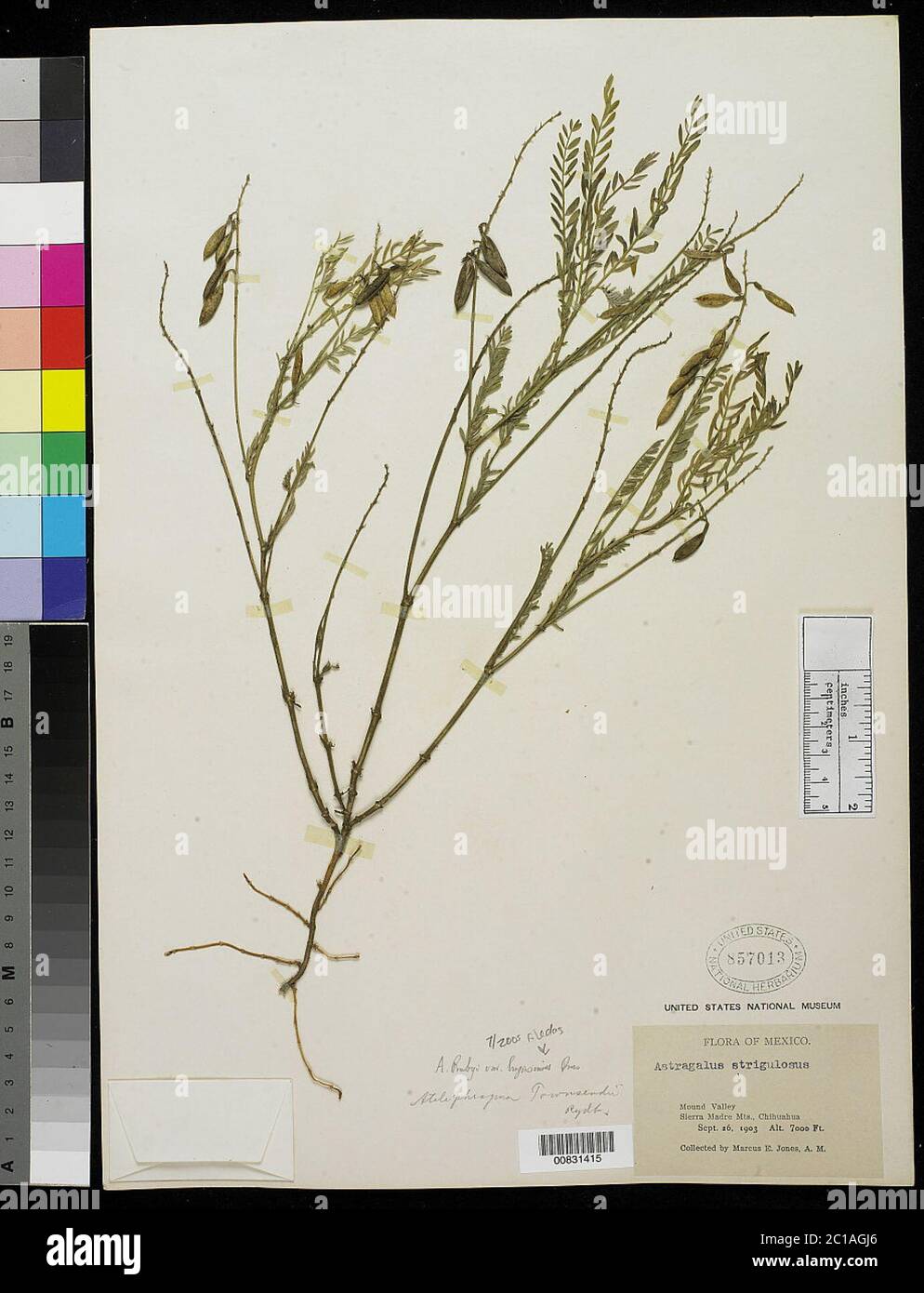 Astragalus longissimus ME Jones Barneby Astragalus longissimus ME Jones Barneby. Stock Photo
