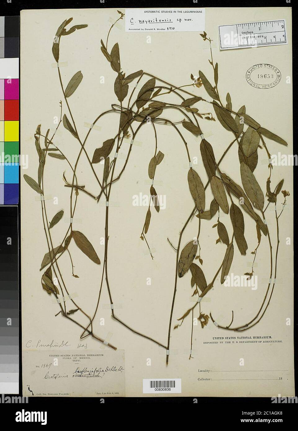 Crotalaria nayaritensis Windler Crotalaria nayaritensis Windler. Stock Photo