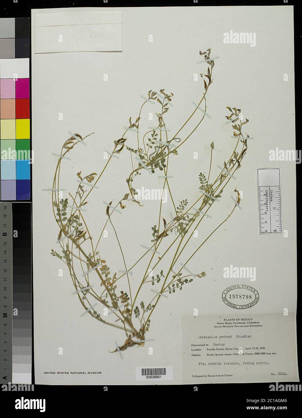 Astragalus gentryi Standl Astragalus gentryi Standl. Stock Photo