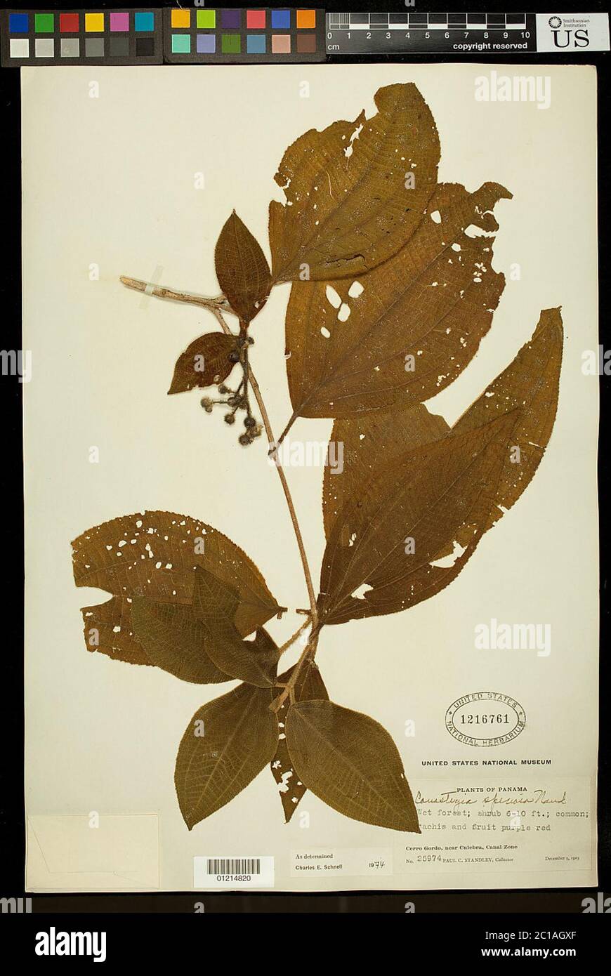 Naudin Vector Conostegia speciosa Naudin Conostegia speciosa Naudin Stock Photo - Alamy