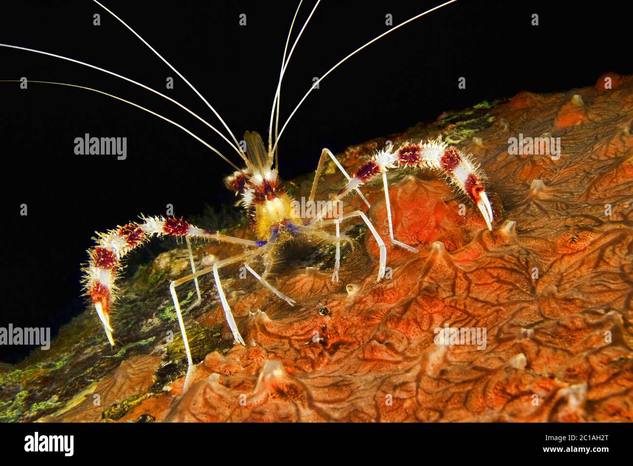 Banded coral shrimp (night shot) - Stenopus hispidus Stock Photo