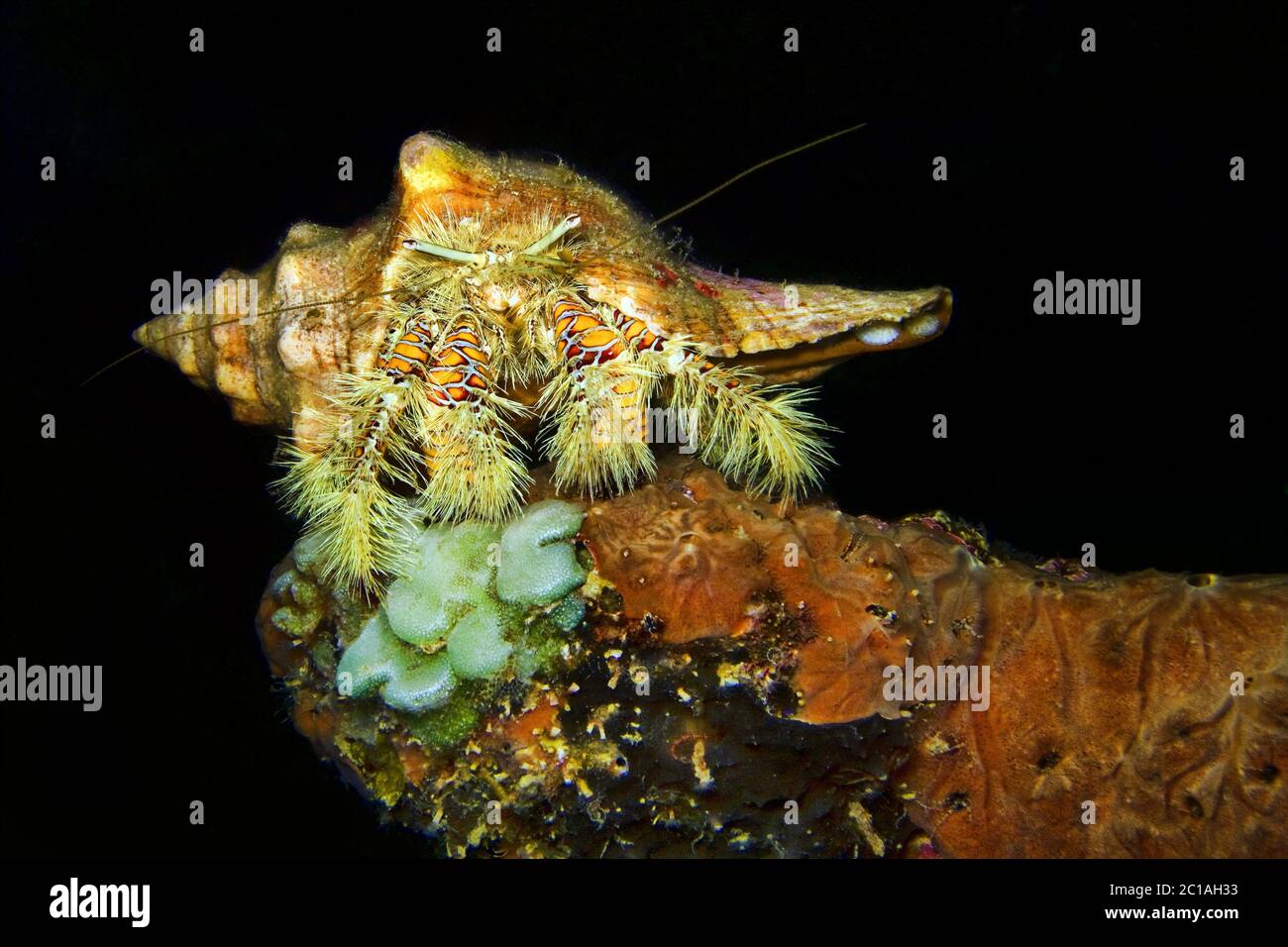 Hairy yellow hermit crab (night shot) - Aniculus maximus Stock Photo