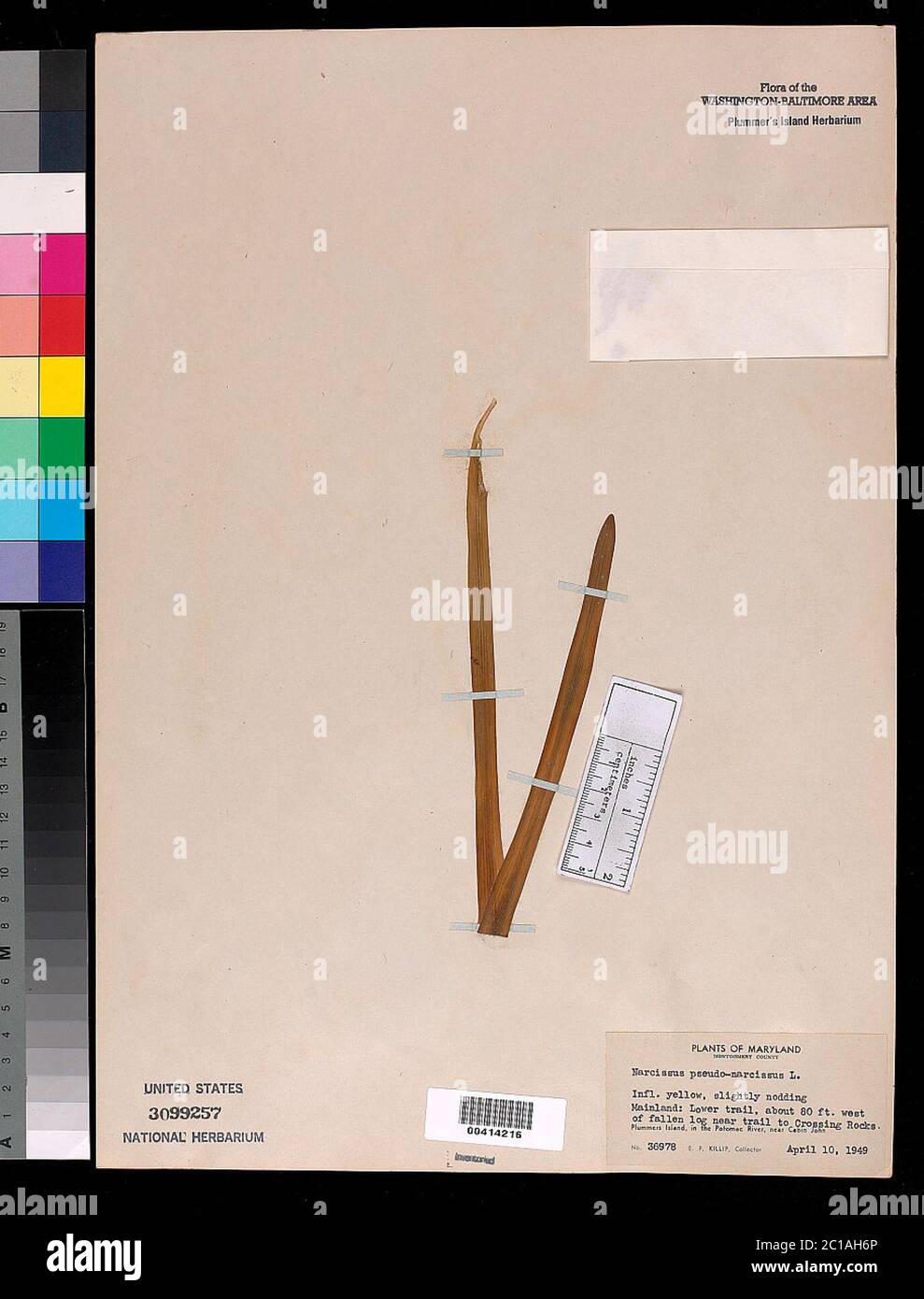 Narcissus pseudonarcissus L Narcissus pseudonarcissus L Stock Photo Alamy
