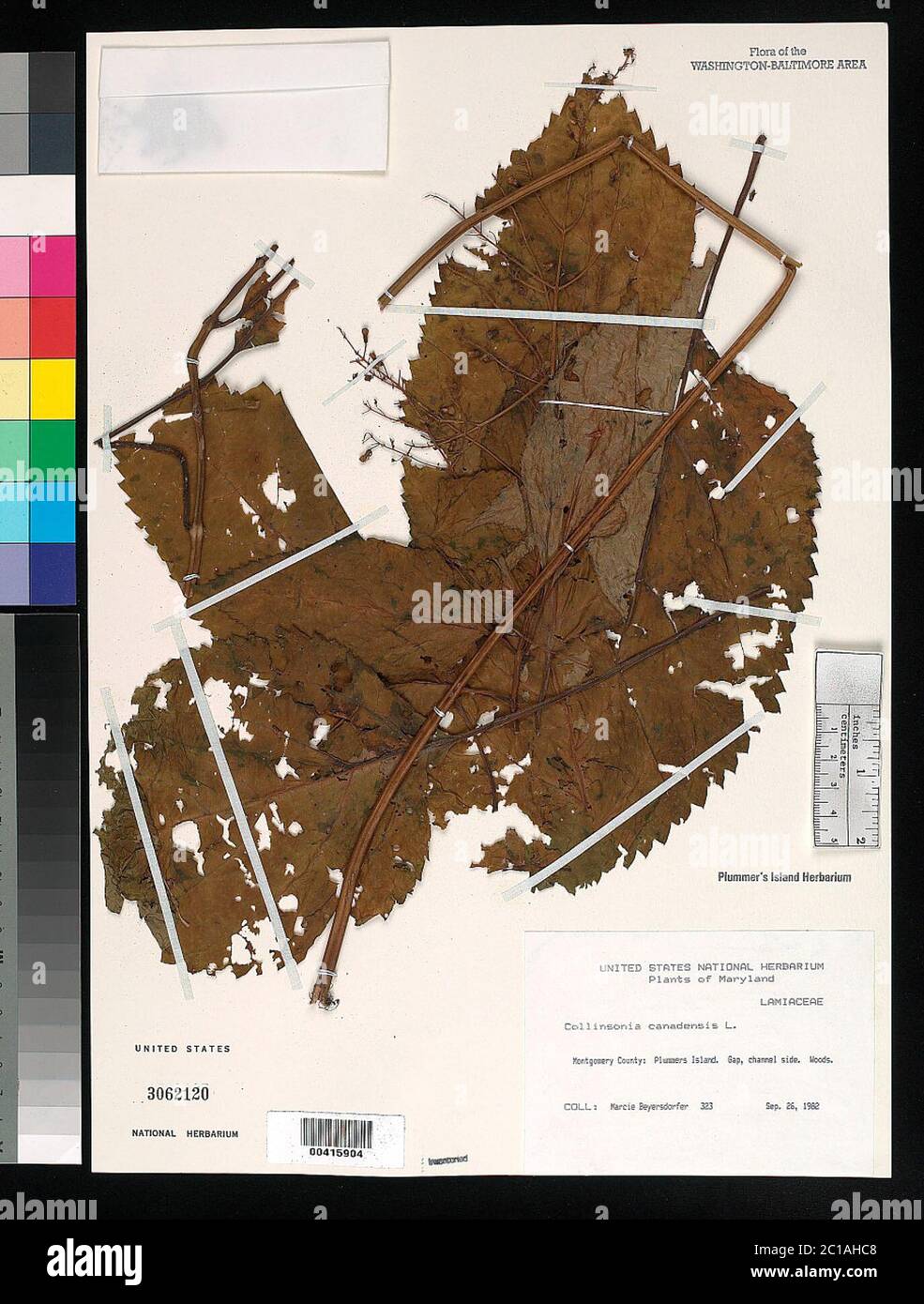 Collinsonia canadensis hi-res stock photography and images - Alamy