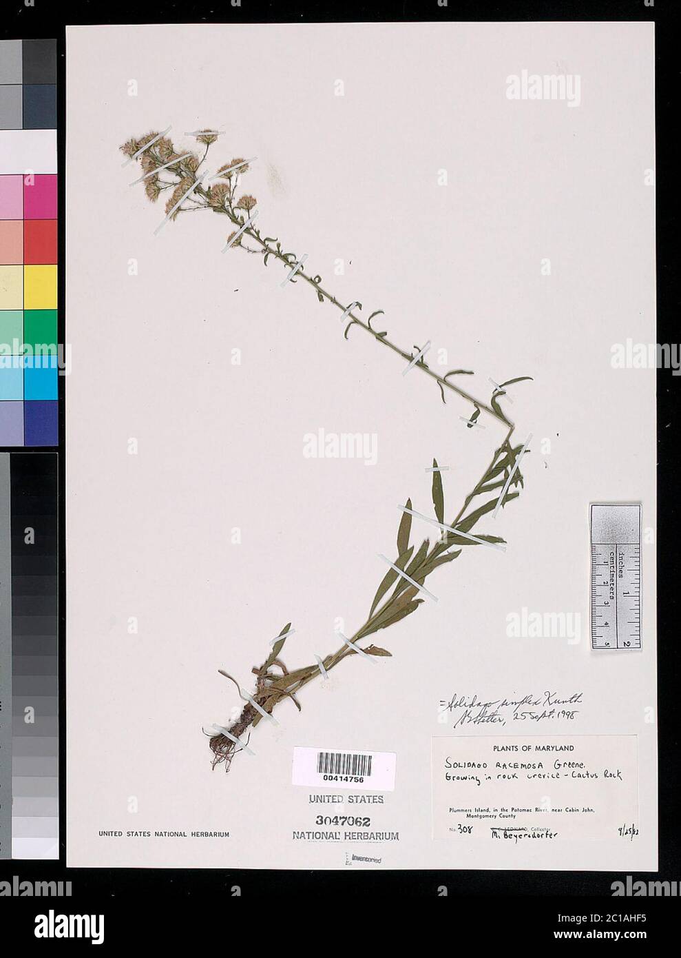 Solidago Simplex Var Simplex Solidago simplex hi-res stock photography and images - Alamy