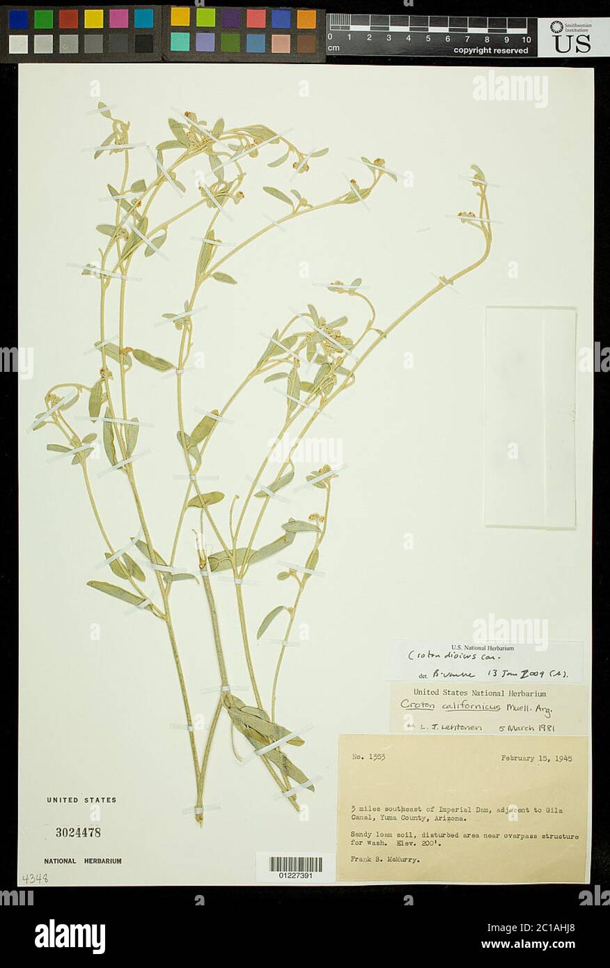 Croton dioicus Cav Croton dioicus Cav Stock Photo Alamy