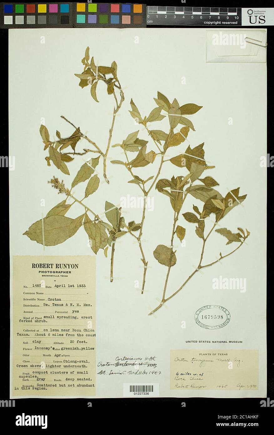 Croton cortesianus Kunth Croton cortesianus Kunth Stock Photo Alamy