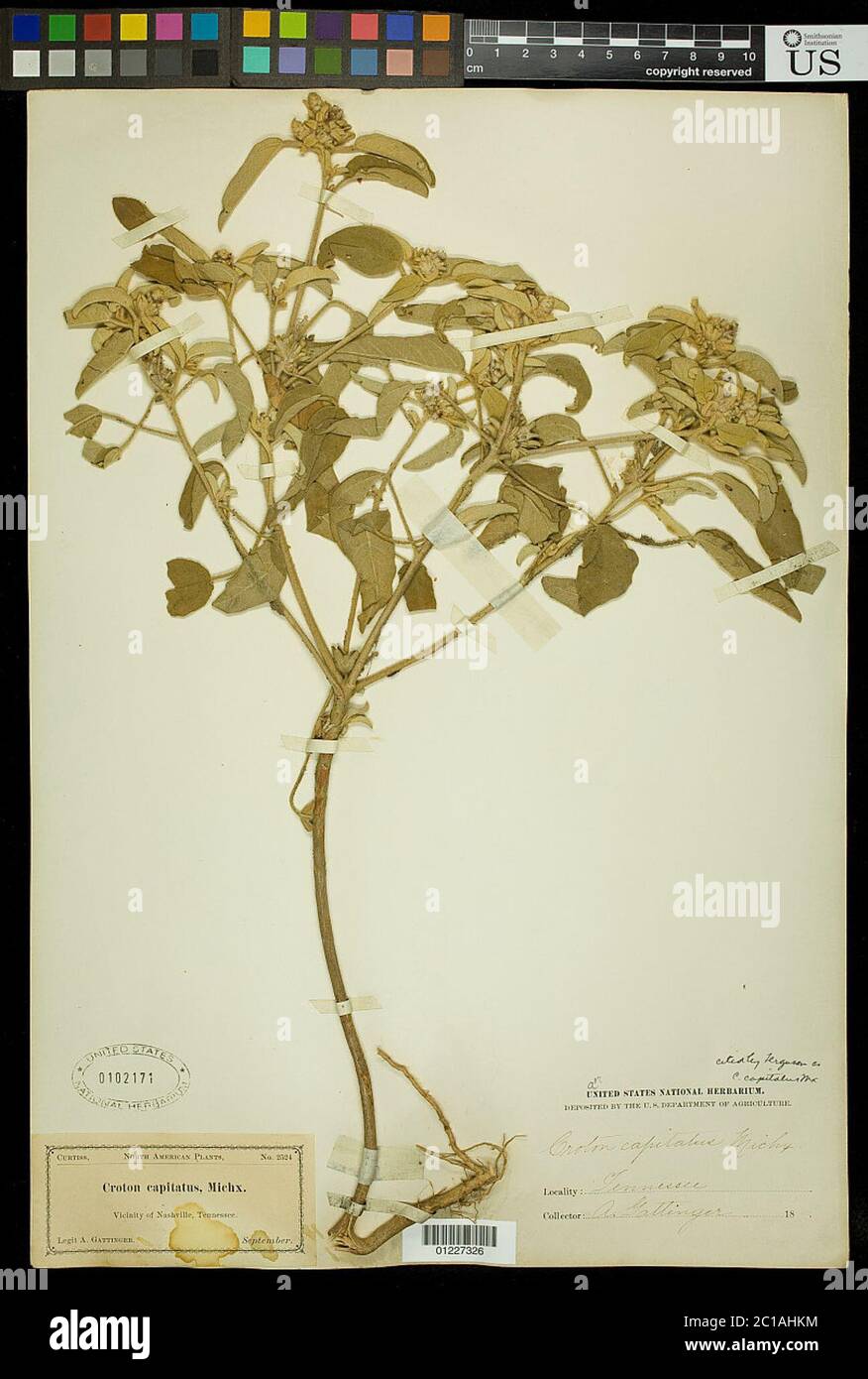 Croton capitatus Croton capitatus Stock Photo Alamy