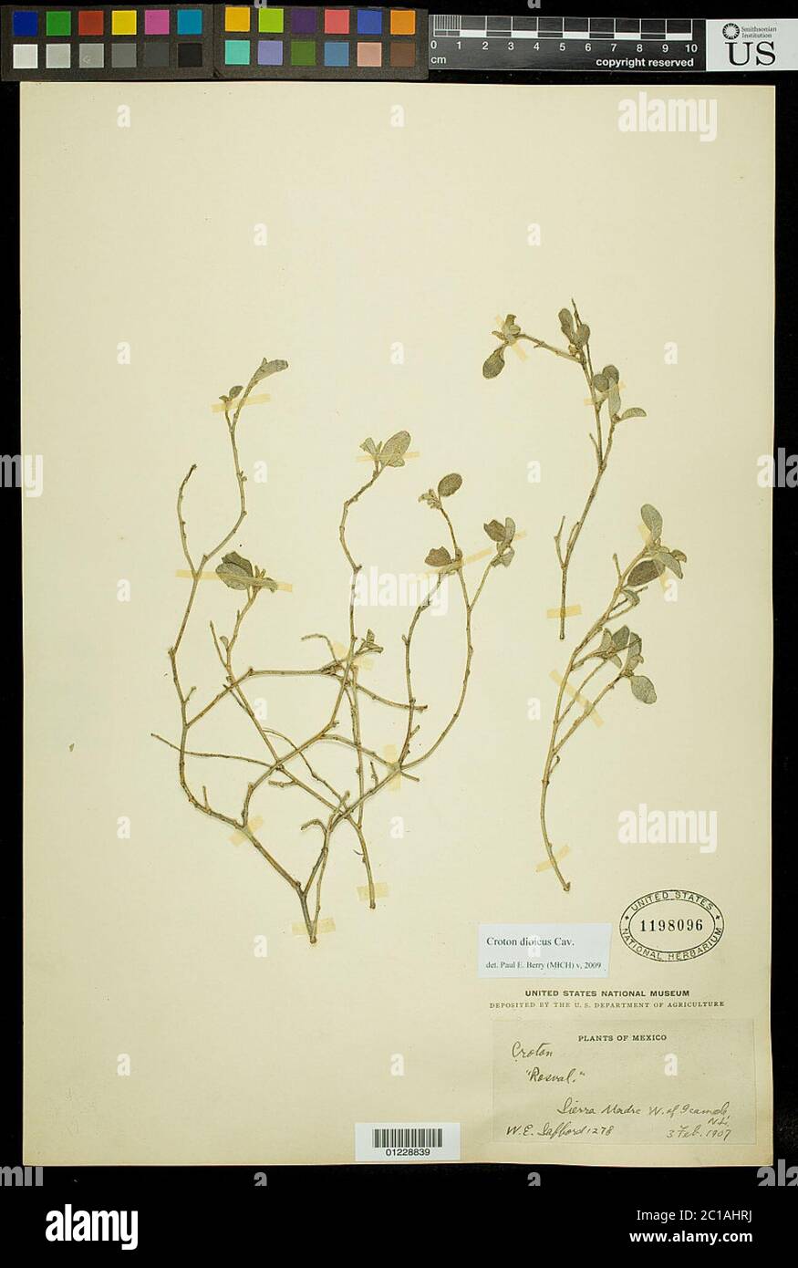 Croton dioicus Cav Croton dioicus Cav Stock Photo Alamy