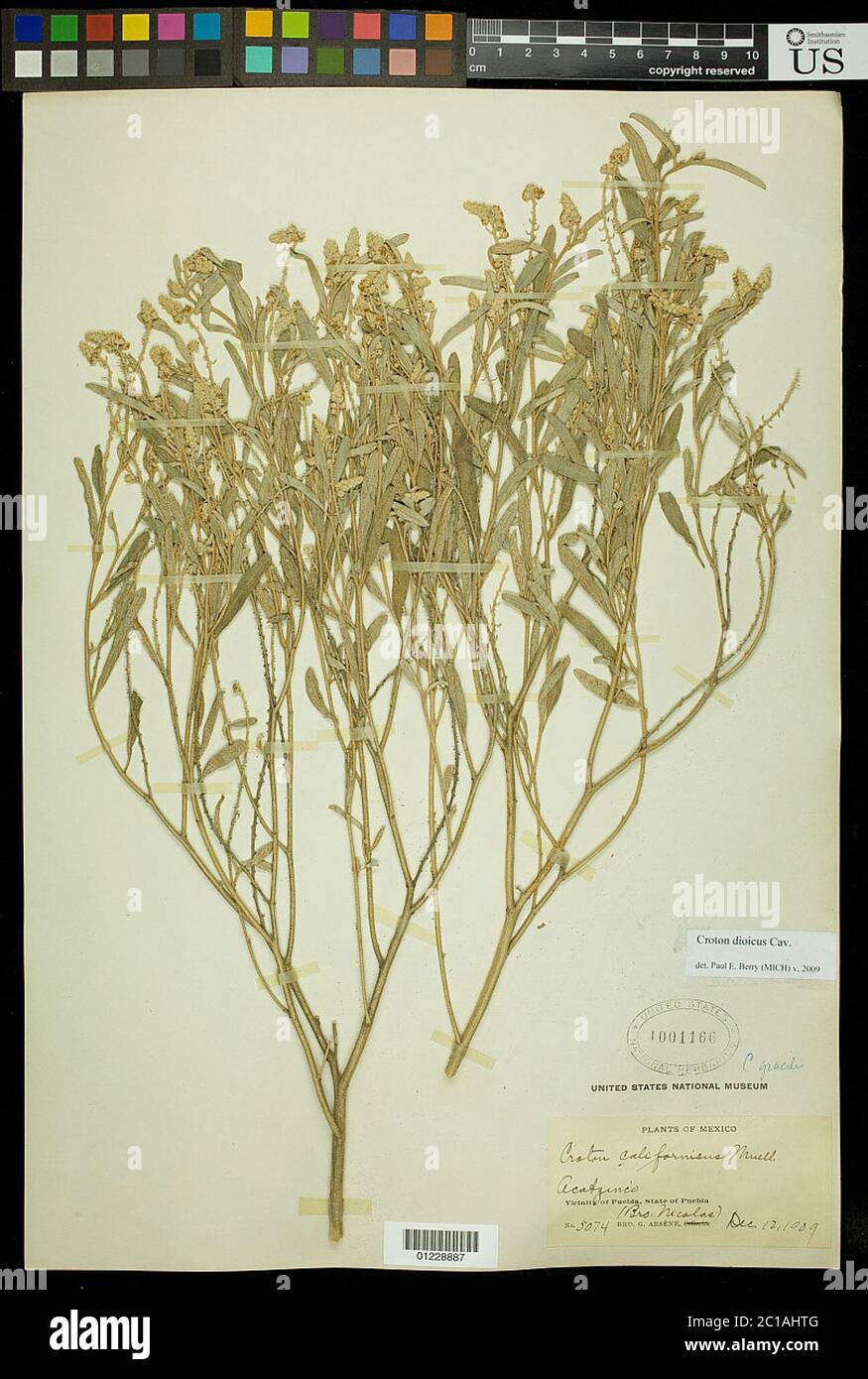 Croton dioicus Cav Croton dioicus Cav Stock Photo Alamy