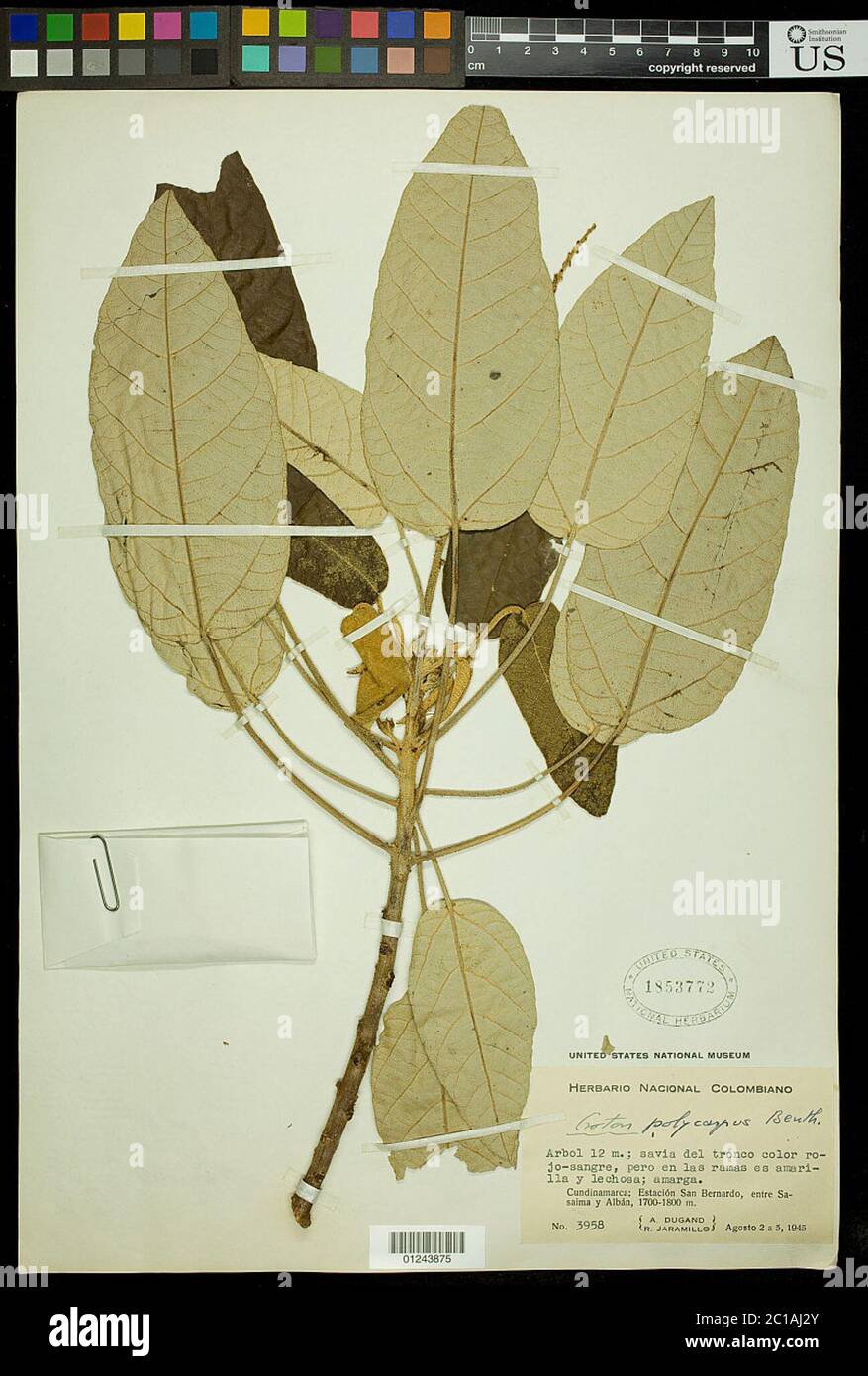 Croton polycarpus Benth Croton polycarpus Benth. Stock Photo