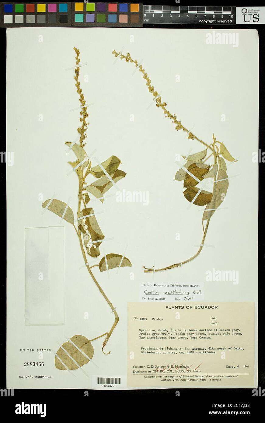 Croton menthodorus Benth Croton menthodorus Benth. Stock Photo