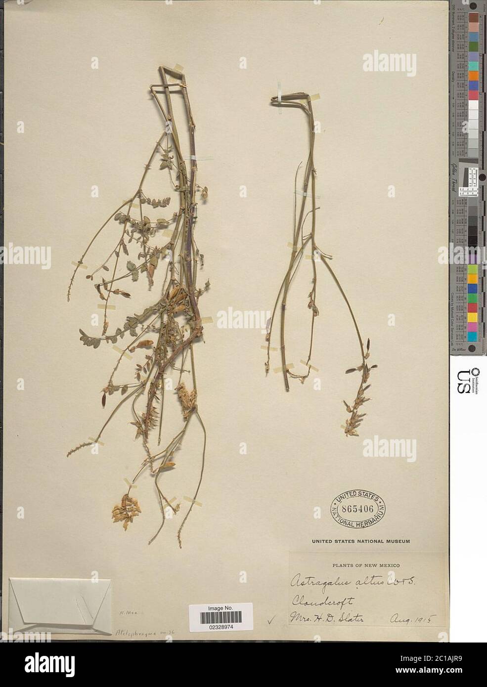 Astragalus altus Wooton Standl Astragalus altus Wooton Standl. Stock Photo