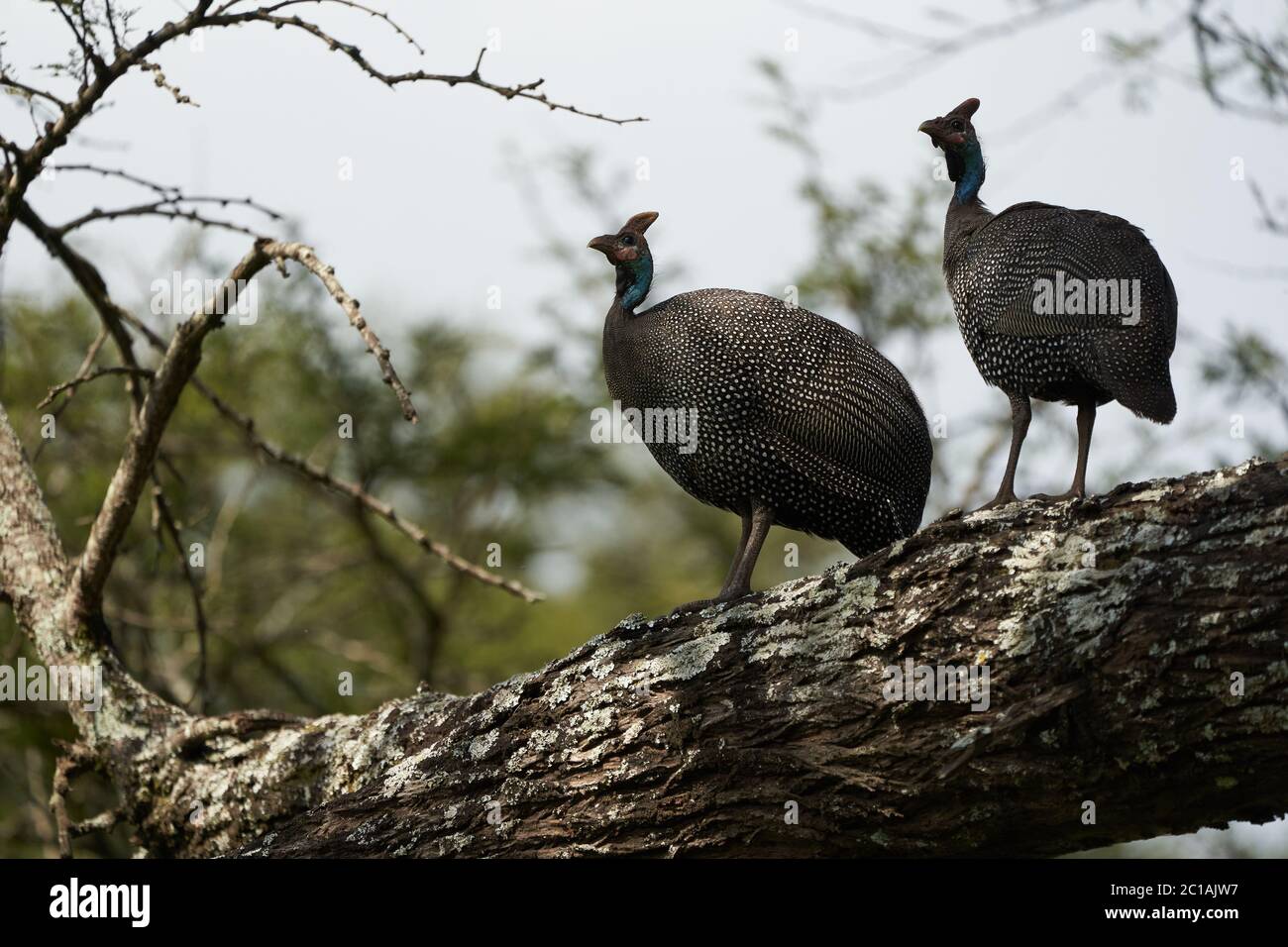 Helmeted guineafowl Couple Kenya Numida meleagris Numididae Numida ...