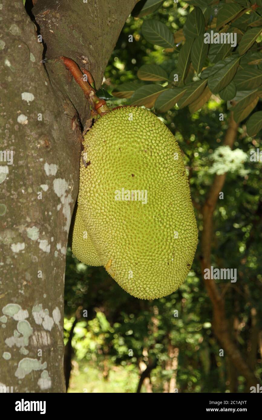 Breadfruit in tree, Ampangorinana Village, Nosy Komba Island, Madagascar. Stock Photo