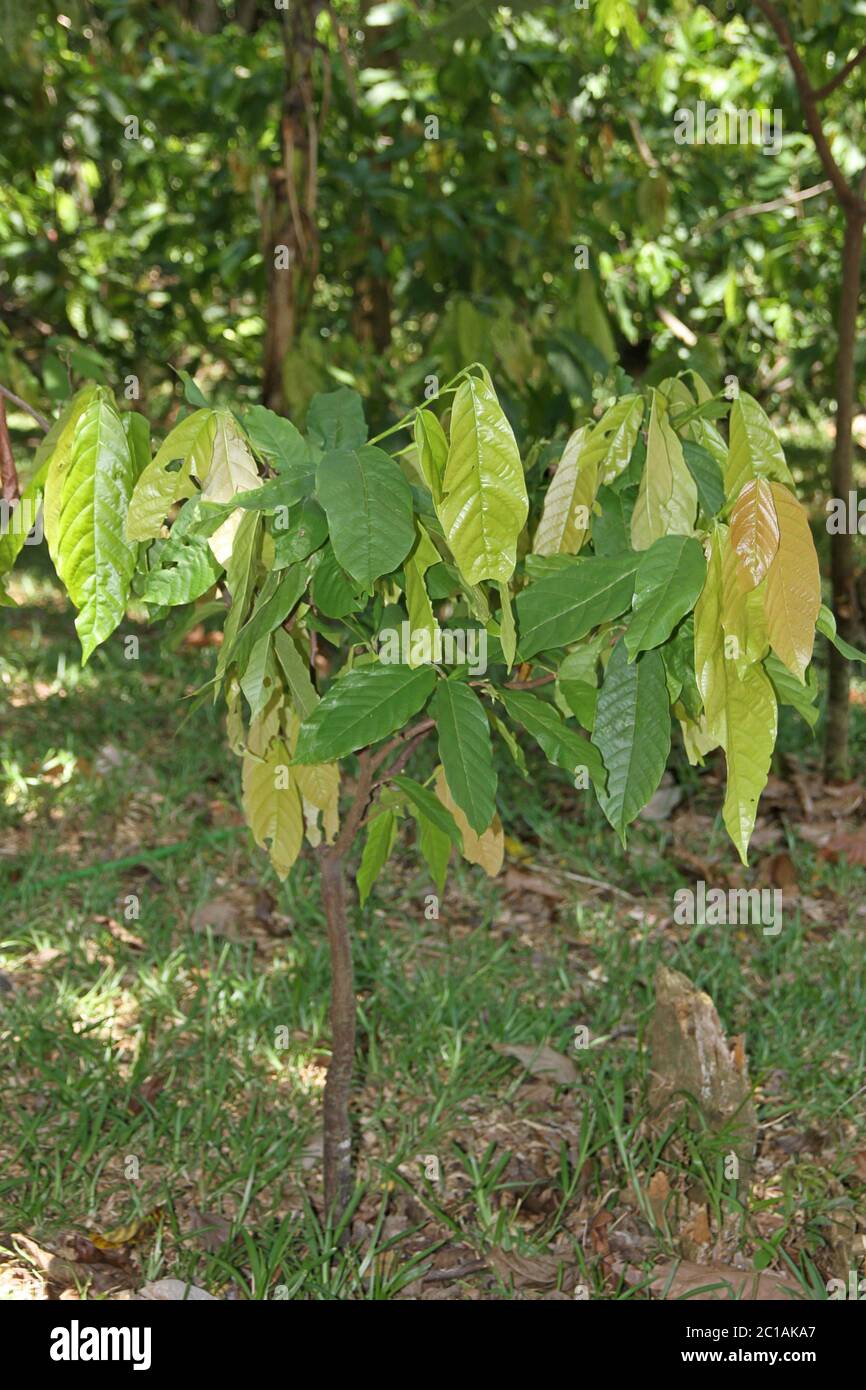 Young cocoa tree, (Theobroma cacao), Ampangorinana Village, Nosy Komba Island, Madagascar. Stock Photo