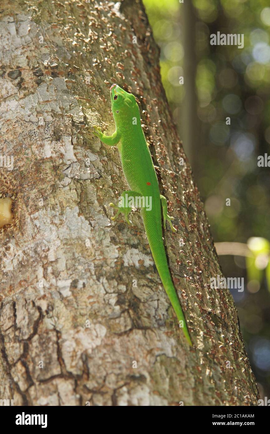 Madagascar giant day gecko on tree trunk, (Phelsuma grandis), Ampangorinana Village, Nosy Komba Island, Madagascar. Stock Photo