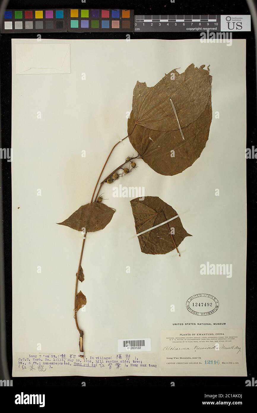 Alchornea tiliifolia Benth Mll Arg Alchornea tiliifolia Benth Mll Arg. Stock Photo