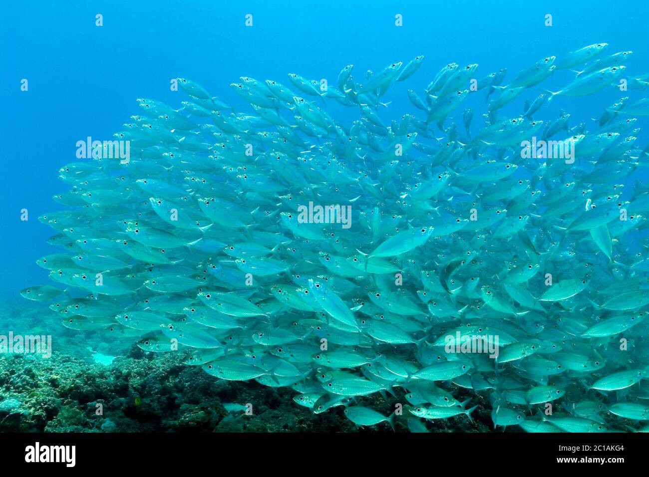 Shoal of Bigeye scad - Selar crumenophthalmus Stock Photo