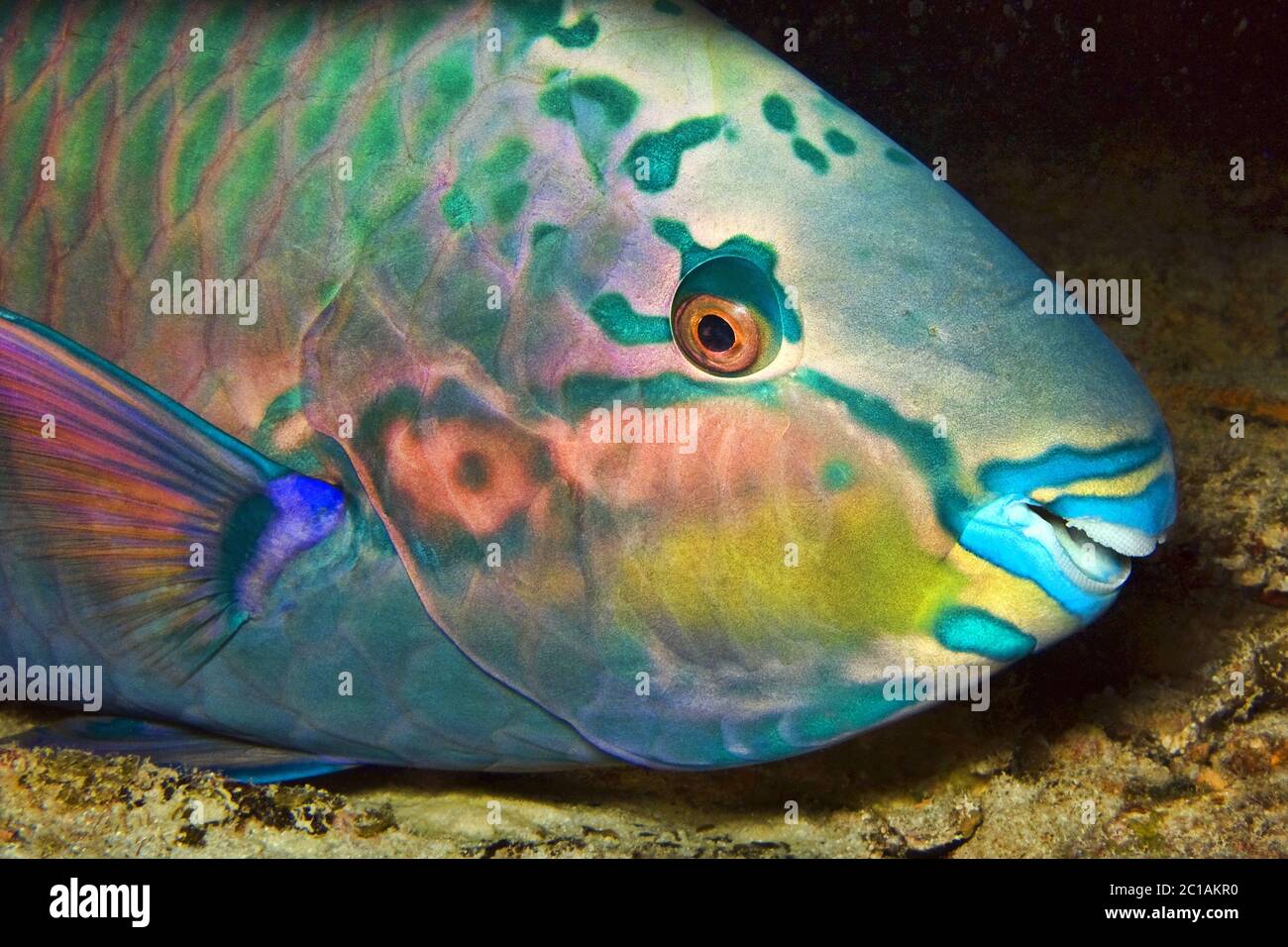 Eclipse parrotfish (night shot) - Scarus russelii Stock Photo