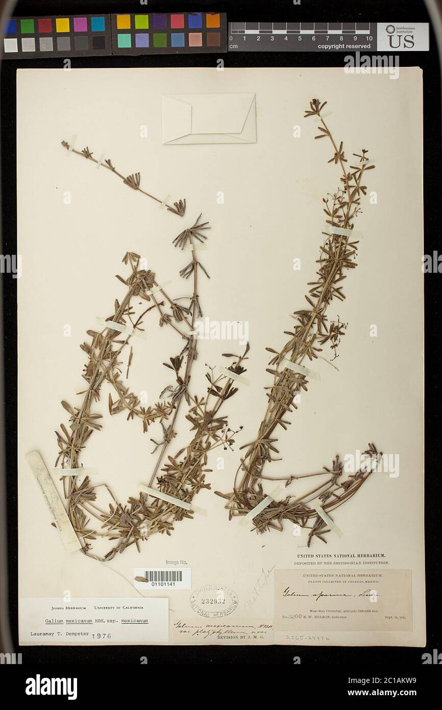Galium mexicanum var platyphyllum Greenm Galium mexicanum var platyphyllum Greenm. Stock Photo