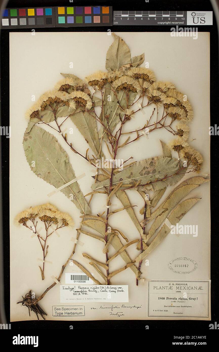 Perezia rigida var linearifolia Bacigalupi Perezia rigida var linearifolia Bacigalupi. Stock Photo