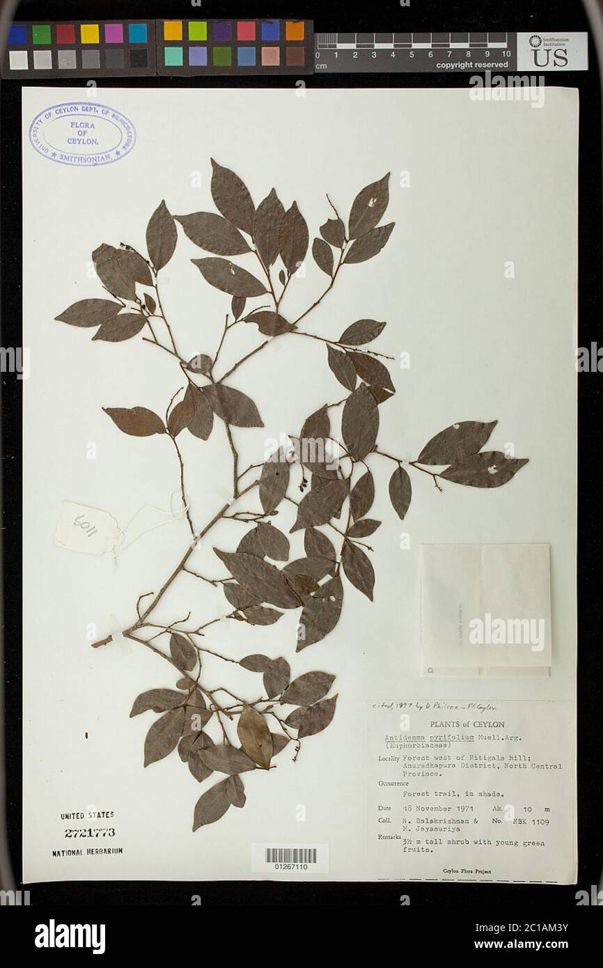 Antidesma pyrifolium Mll Arg Antidesma pyrifolium Mll Arg. Stock Photo