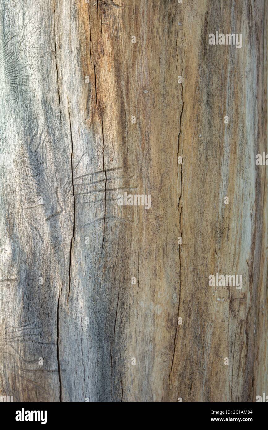 Trunk of dead tree without bark with traces of beetles. Rough natural