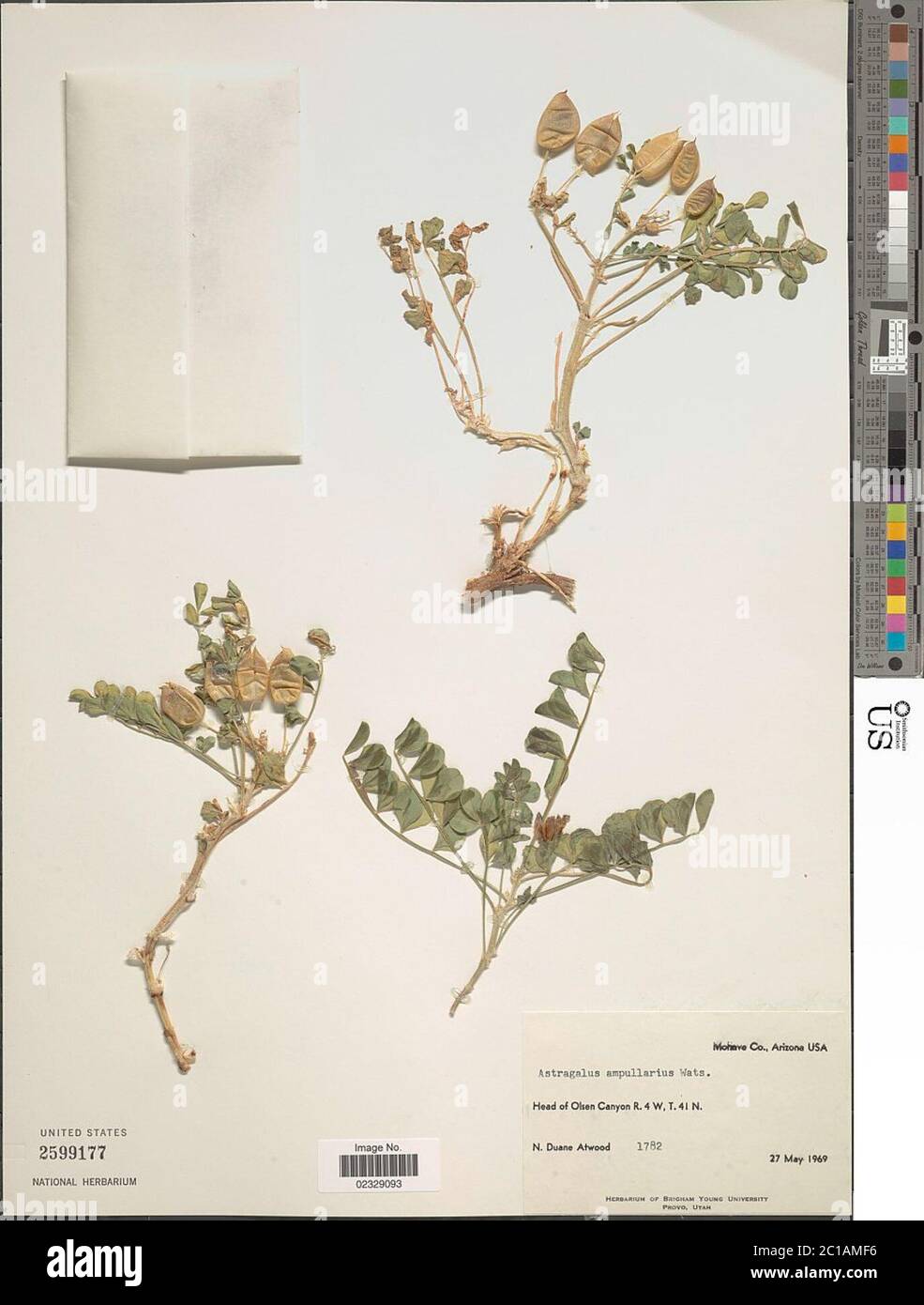 Astragalus ampullarius S Watson Astragalus ampullarius S Watson. Stock Photo