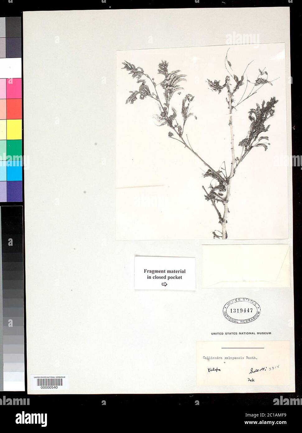 00000540.tif Calliandra xalapensis Benth. Stock Photo
