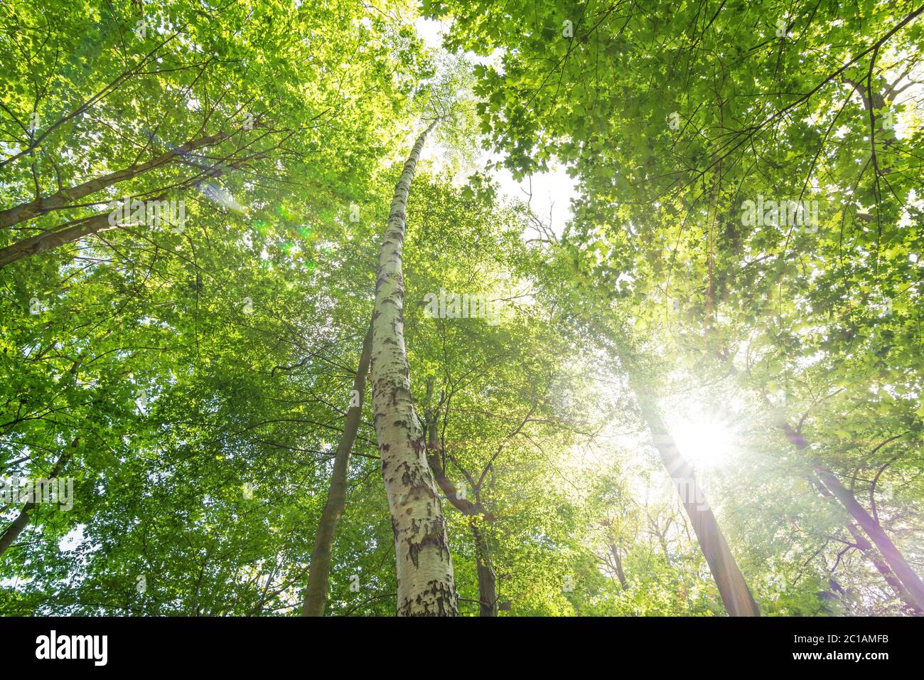 Sunrise in the green forest with rays of light and scenic lens flare Stock Photo