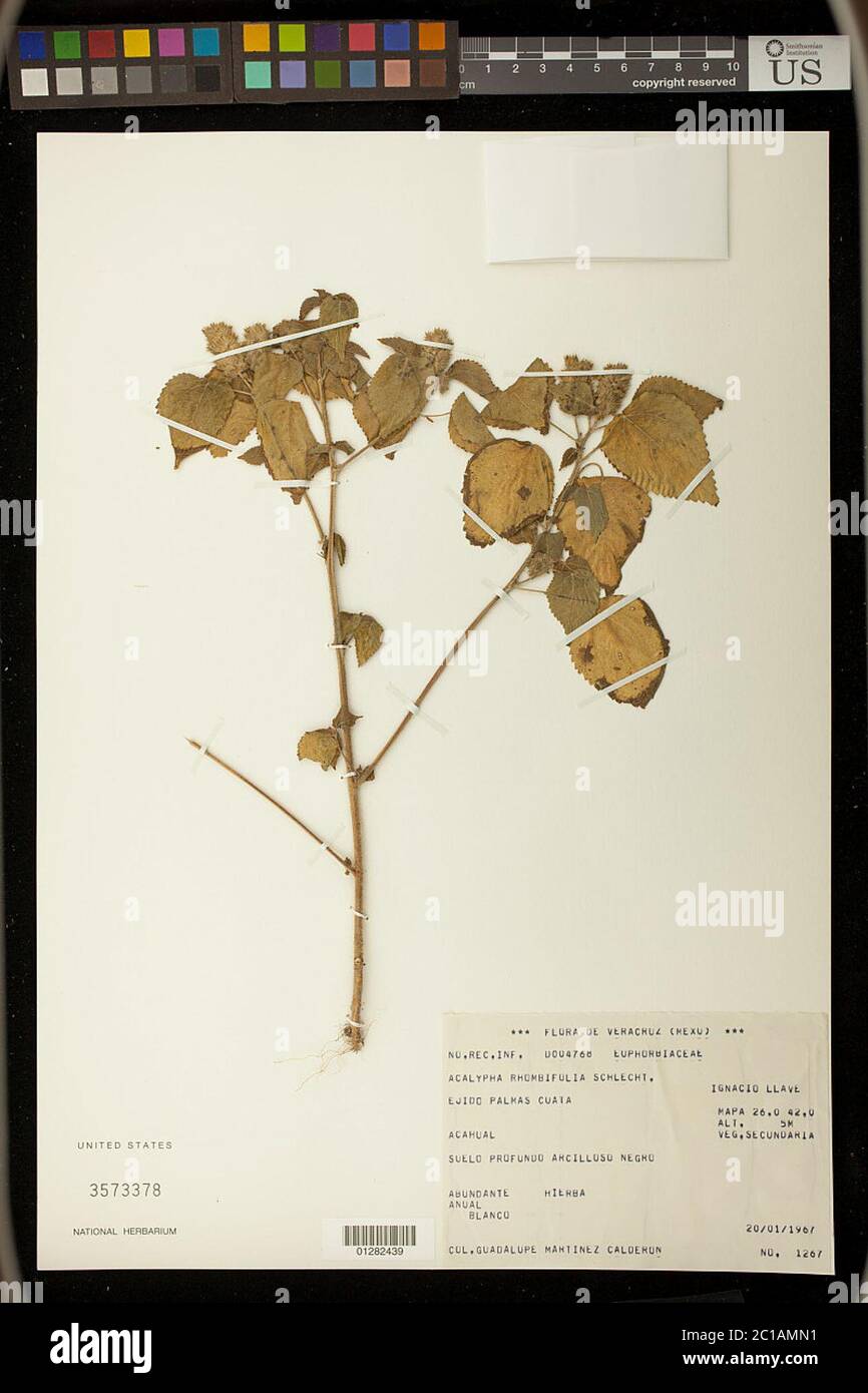 Acalypha rhombifolia Baill Acalypha rhombifolia Baill. Stock Photo