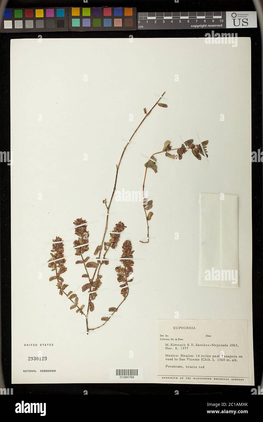 Euphorbia sp Euphorbia sp. Stock Photo