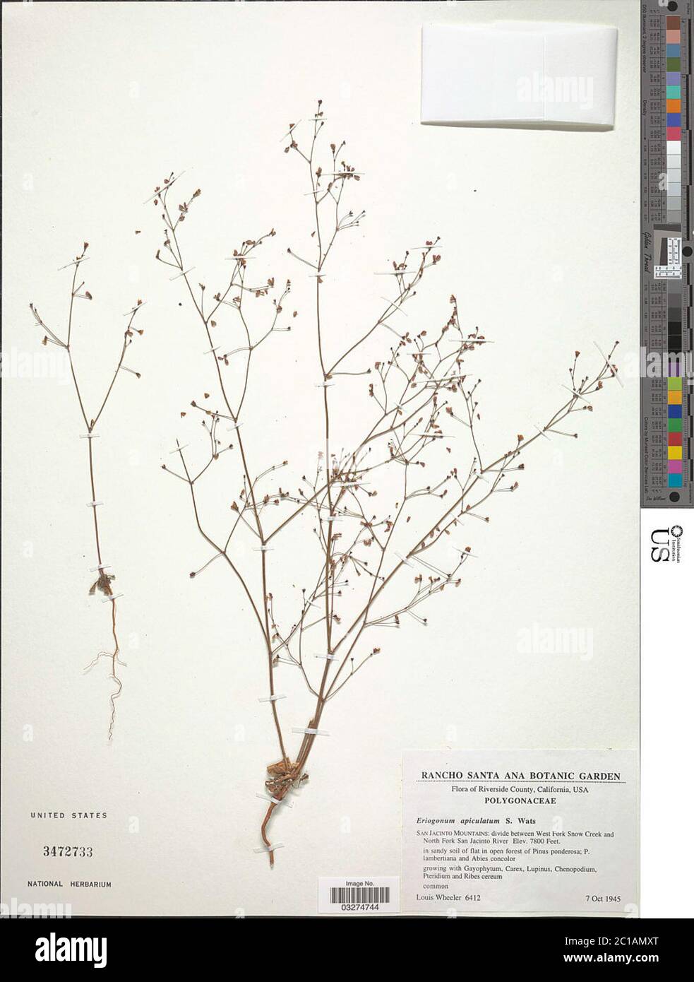 00730018.tif Eriogonum apiculatum S Watson. Stock Photo