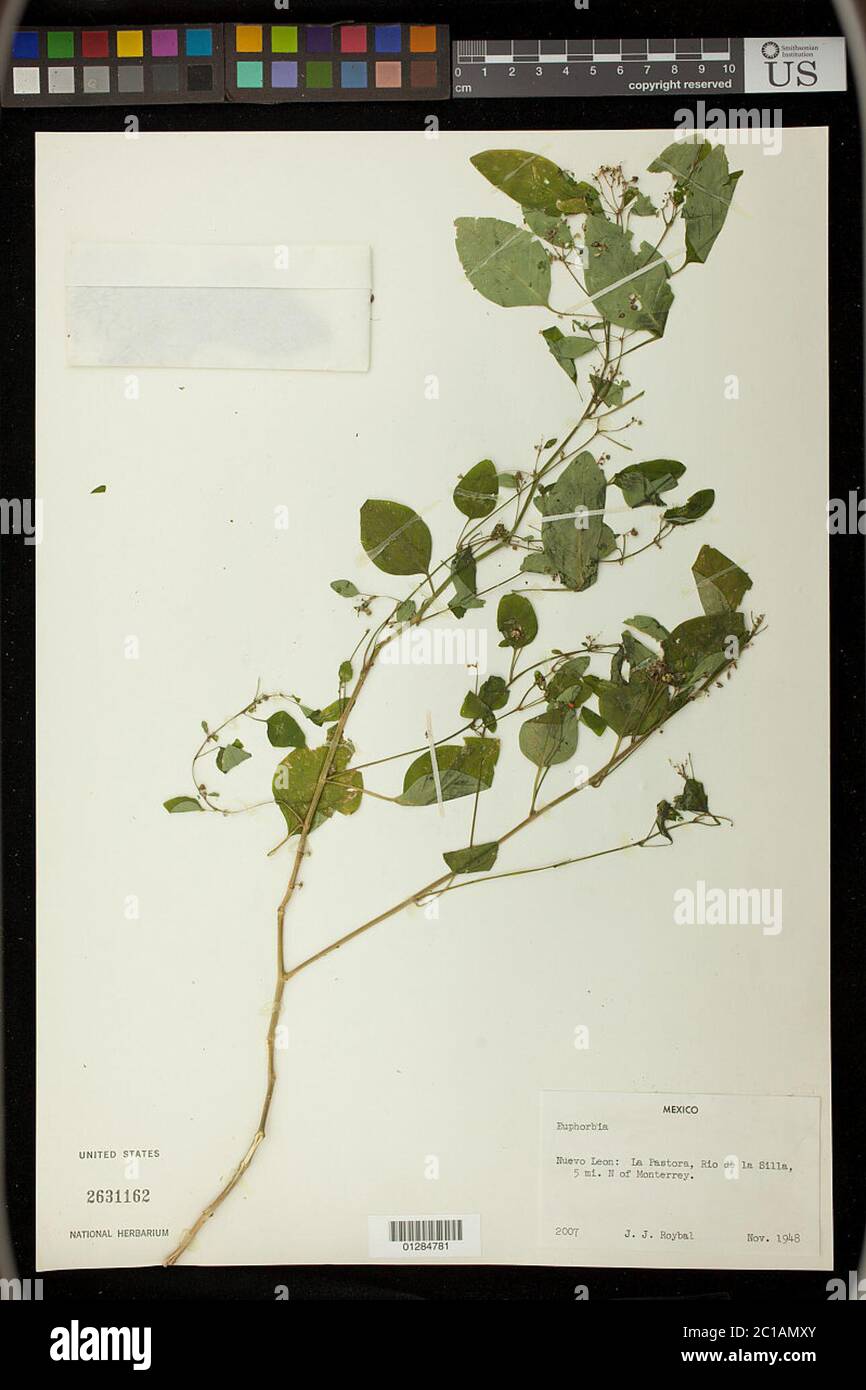 Euphorbia sp Euphorbia sp. Stock Photo