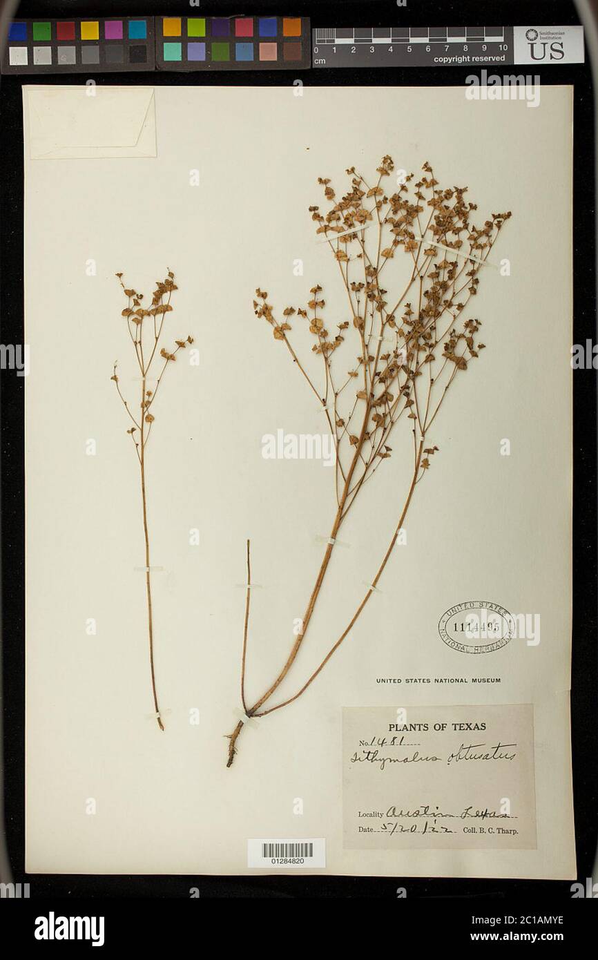 Euphorbia spathulata Euphorbia spathulata. Stock Photo
